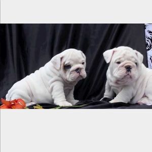 Meet your Posher, Douglas